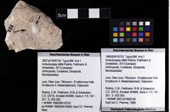 Foto (Objket + Etiketten) von Ambulocapsa altilis (Robins, Feldmann & Schweitzer, 2013) 